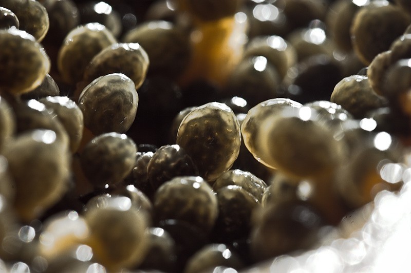 Dozens of backlit papaya seeds.