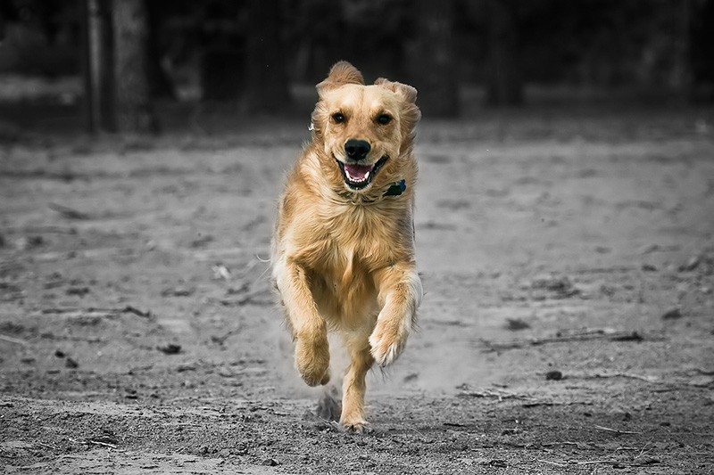 A golden retriever standing on one foot as he charges the camera.