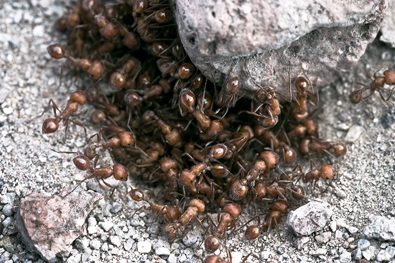 A swarm of red harvester ants appearing to roll a rock much larger than themselves.