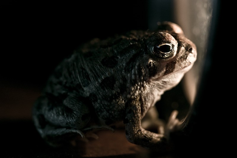 A toad gazes longingly out through a window.