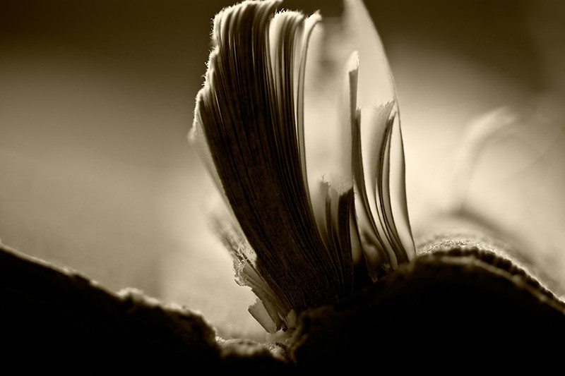 The remainder of pages torn from a book.