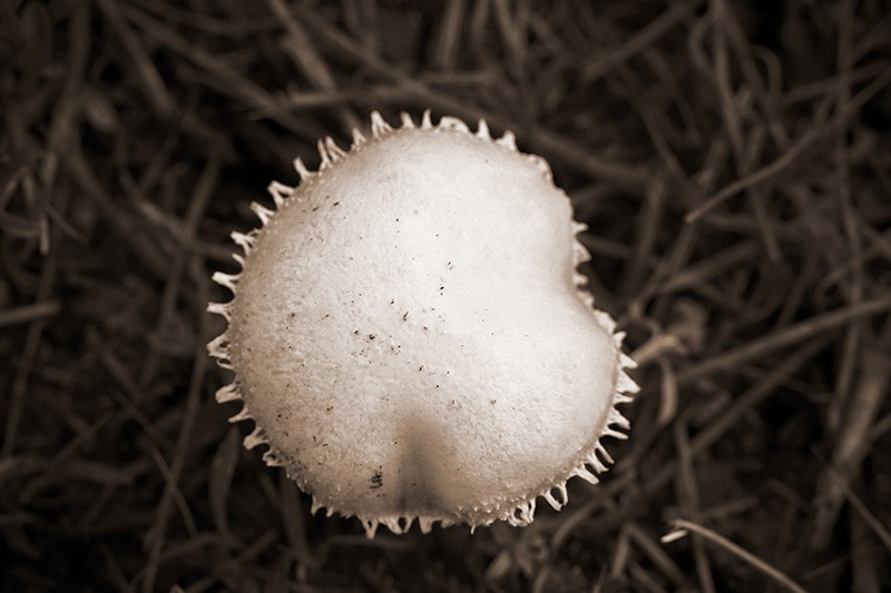 A fancy mushroom with lace around the edge.