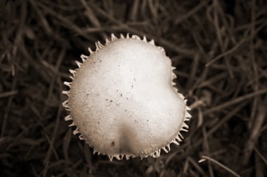 The Royal Toadstool