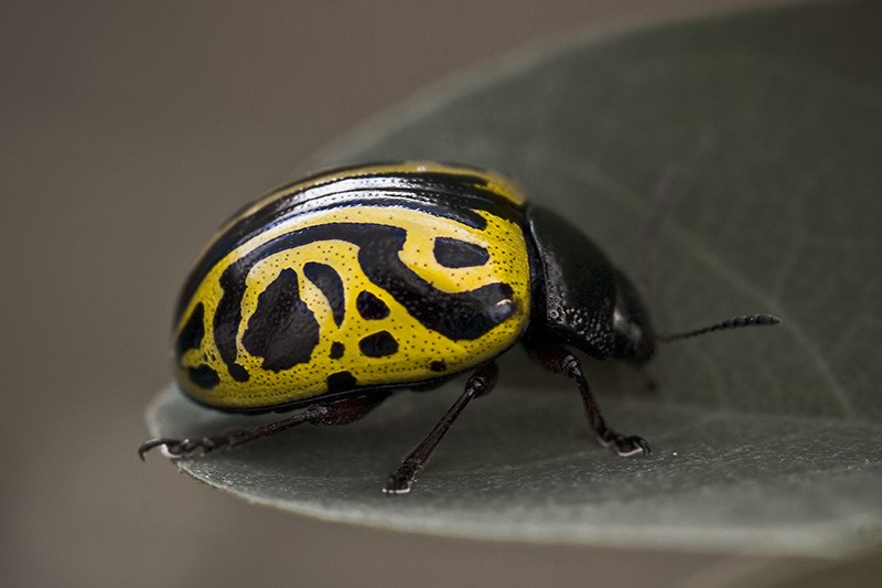 A beetle with an interesting pattern on its shell.