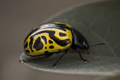 Beetleface Redux