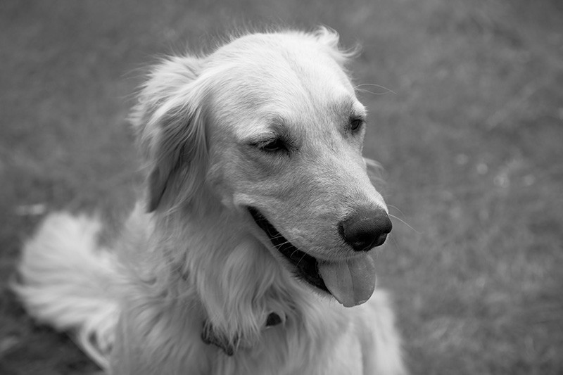 A black & white photo of a golden retriever.
