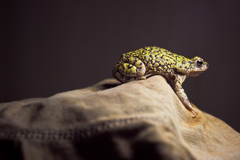 A green toad sitting atop a fabric peak.