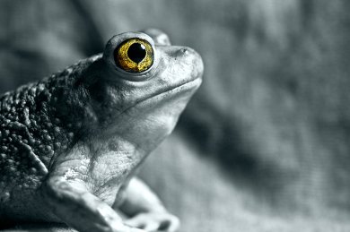 Sauron’s Pet Toad