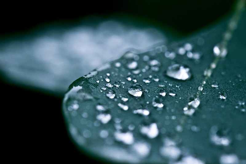 Water droplets on a eucalyptus leaf, after a rainstorm.