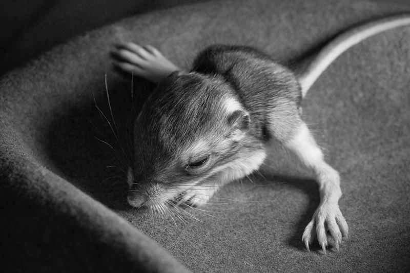 A small mouse named Dylan sitting in the crown of a felt hat.