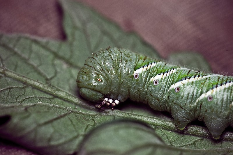 A green tomato hornworm clinging to a tomato plant leaf.