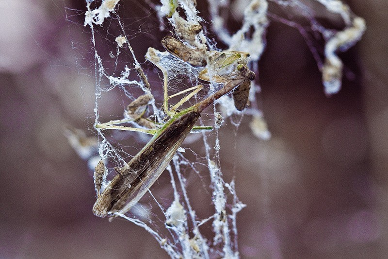 A Praying Mantis caught in a spiderweb.