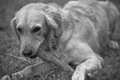 Chewer
