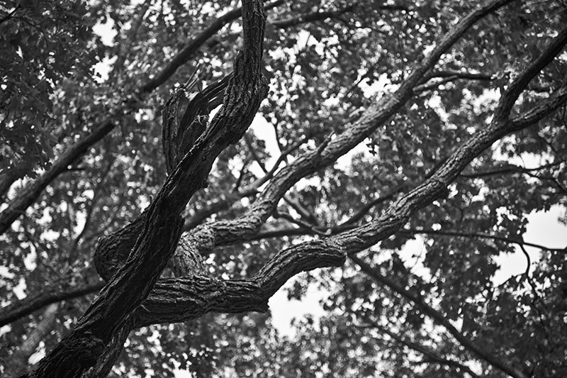 A cluster of branches on a tree, resembling a hand. Sort of.