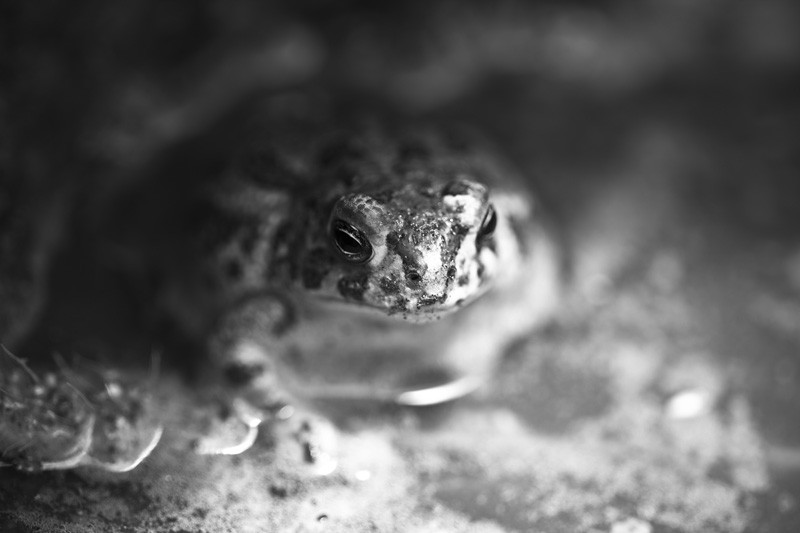 A toad soaking in a pool of water.