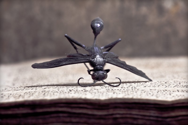 A dead wasp with curled antennae, lying on an old book.