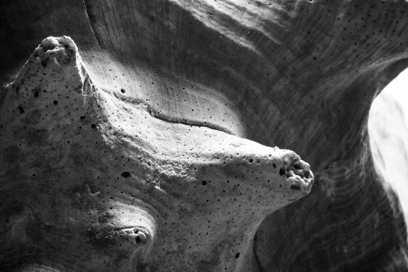 A close-up of a shell.