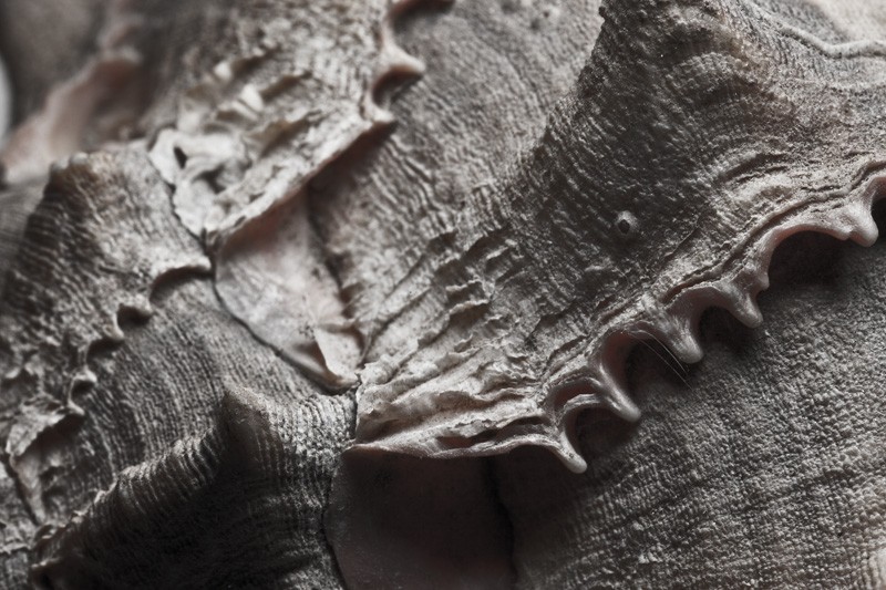 A shell.