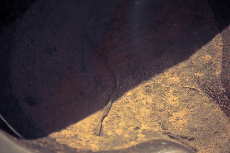 The bottom of a rusty, water-filled pig water dish.