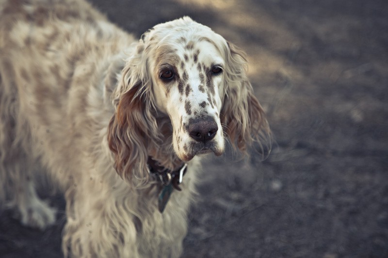 An English Setter standing in the shade.