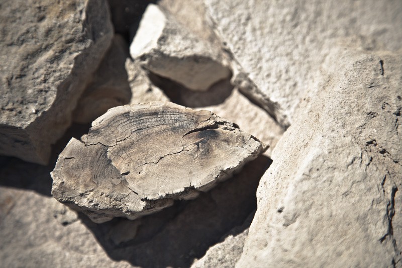 Fossilized objects.
