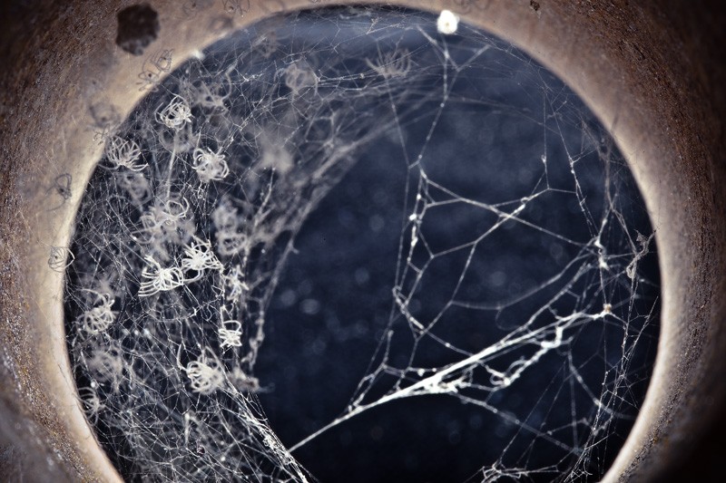 Hundreds of dead baby spiders in a web.
