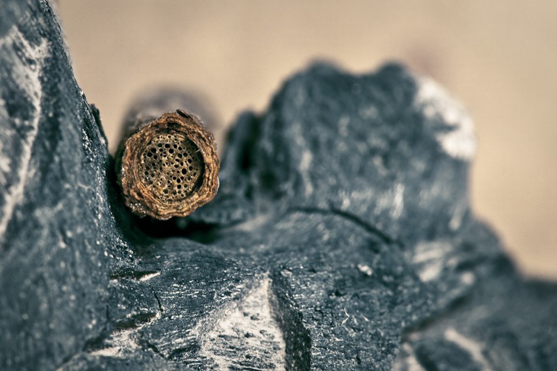 The interior structure of a root.