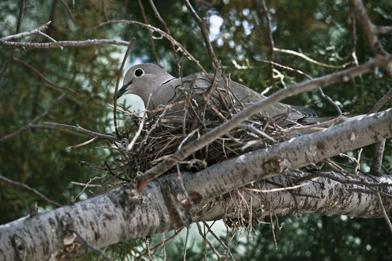 A dove sitting on its nest.