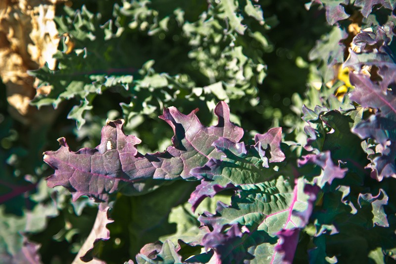 Lettuce leaves turning purple.