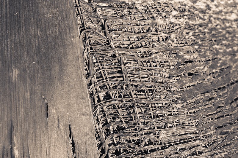 Part of a palm tree.