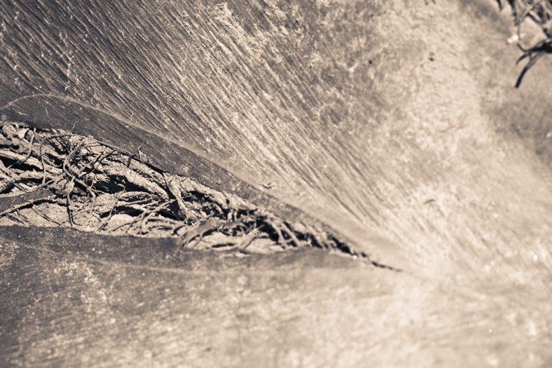 A crack in a portion of a palm tree.