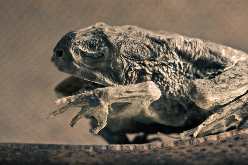 A dead toad shooing away something it doesn't want.
