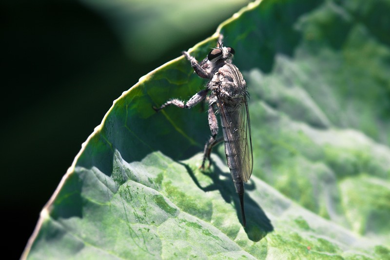 A robber fly clinging to a large leaf.