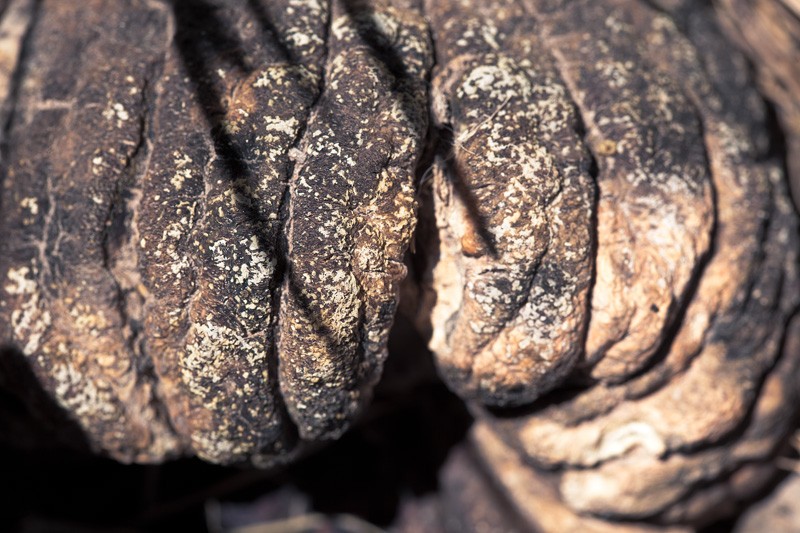 A dried out squash.