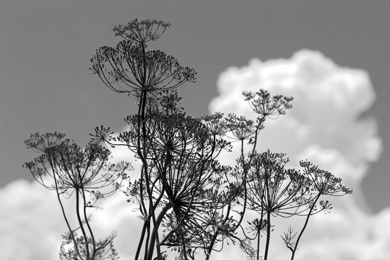Tall dill plants resembling a surrealistic, stylistic city of skyscrapers built for insects.