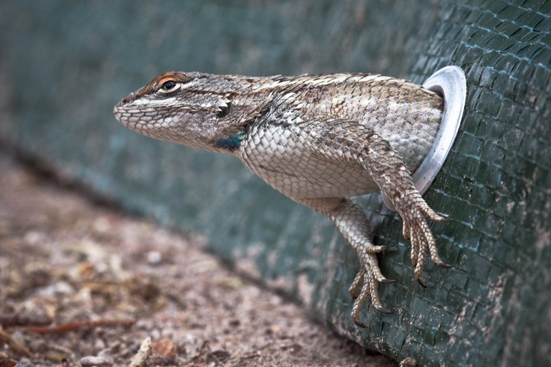 A lizard trapped in a grommet of a tarp.