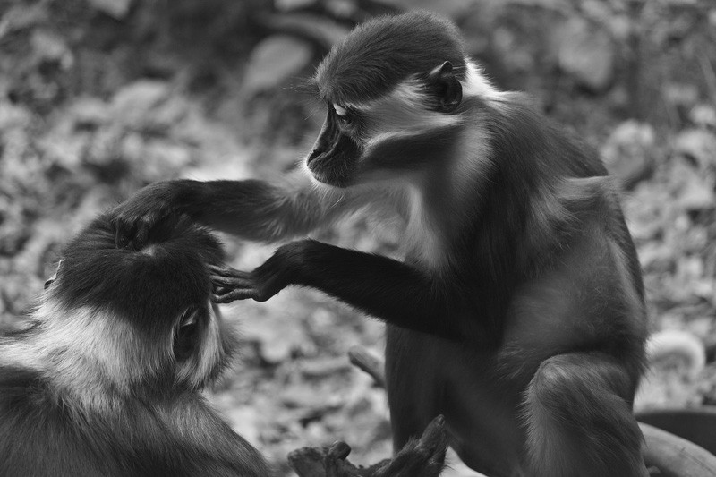 A monkey grooming the head of another.