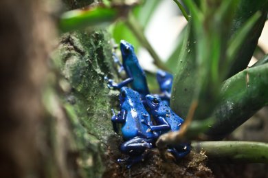 Blue Frog Group