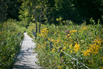 Pathway