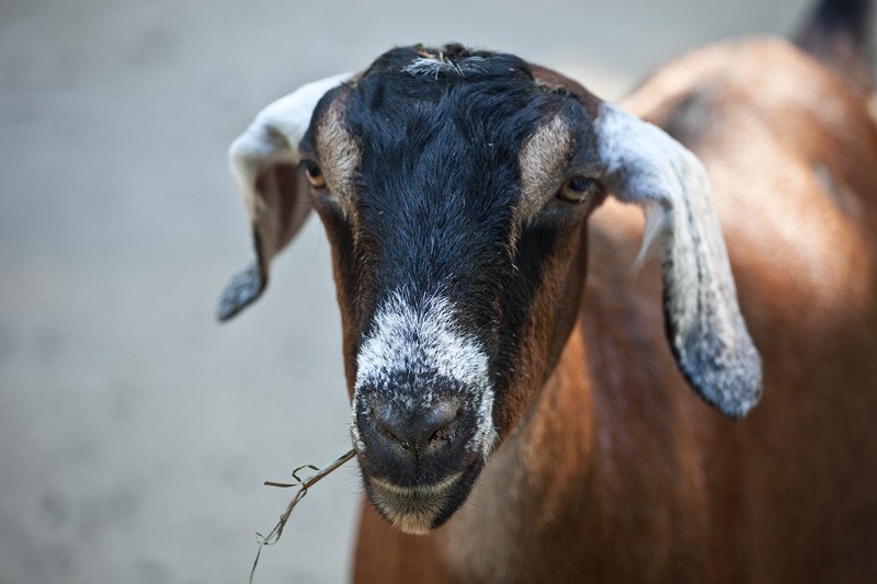 A goat with a piece of grass sticking out of its mouth.