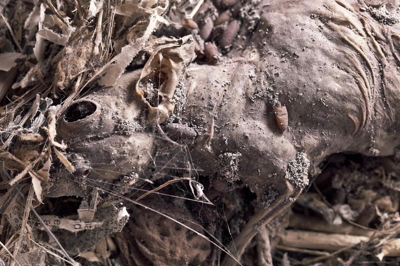 A rat lying dead in its nest.