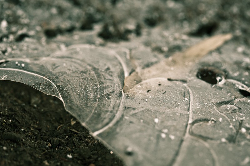 A thin sheet of ice, leaf trapped inside, melting and leaving a gap.