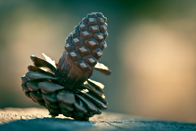 A twilight-lit pinecone.