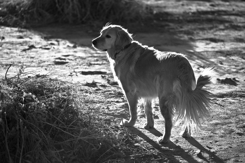 A black & white photo of a golden retriever staring off into the distance.