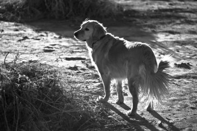 Seeker