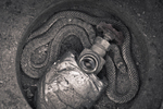 Water Snake