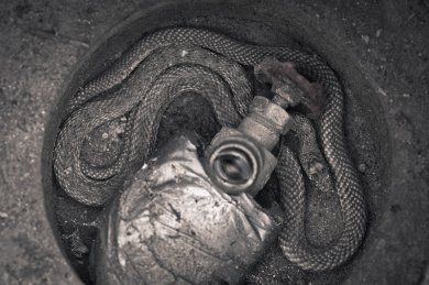 Water Snake