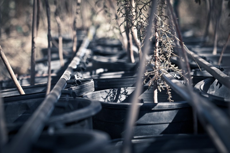 Potted eucalyptus and other assorted trees in rows.
