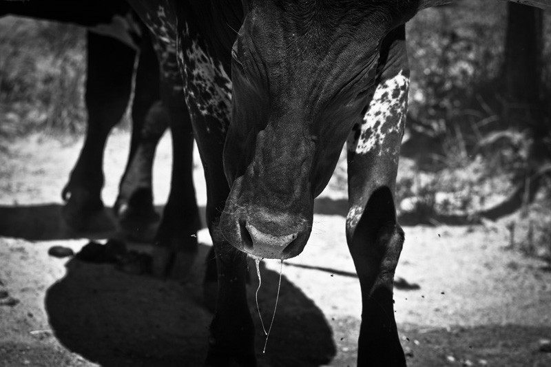 An Ankole-Watusi bull shakes its head, spraying streams of drool out of its mouth.