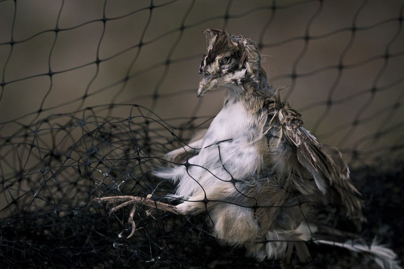 A dead bird caught in a net.
